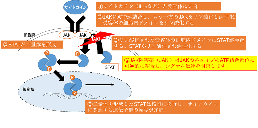 関節リウマチ:オルミエント、リンヴォックなど「JAK阻害薬」5剤の特徴とは?の画像1